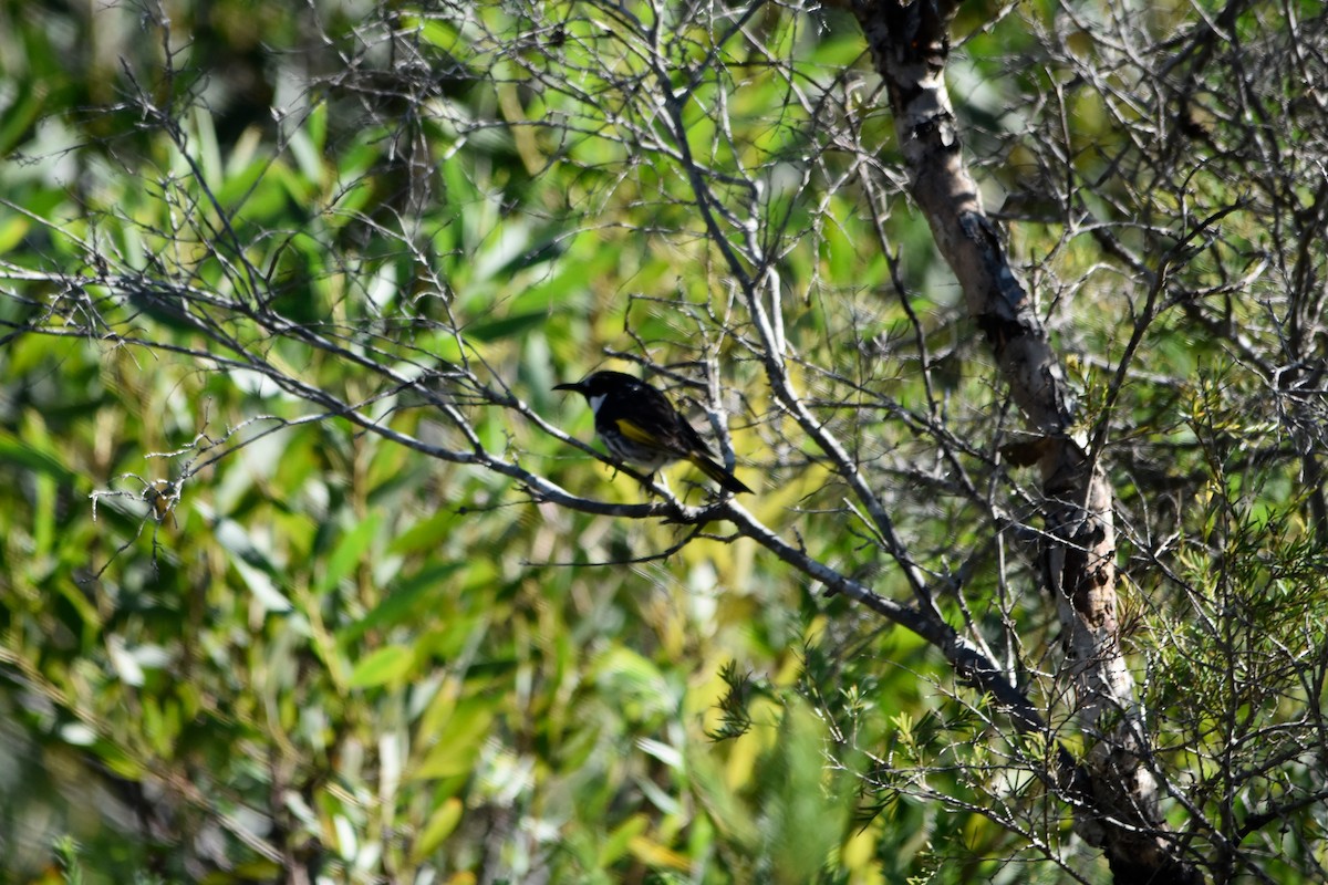 White-cheeked Honeyeater - ML641377299
