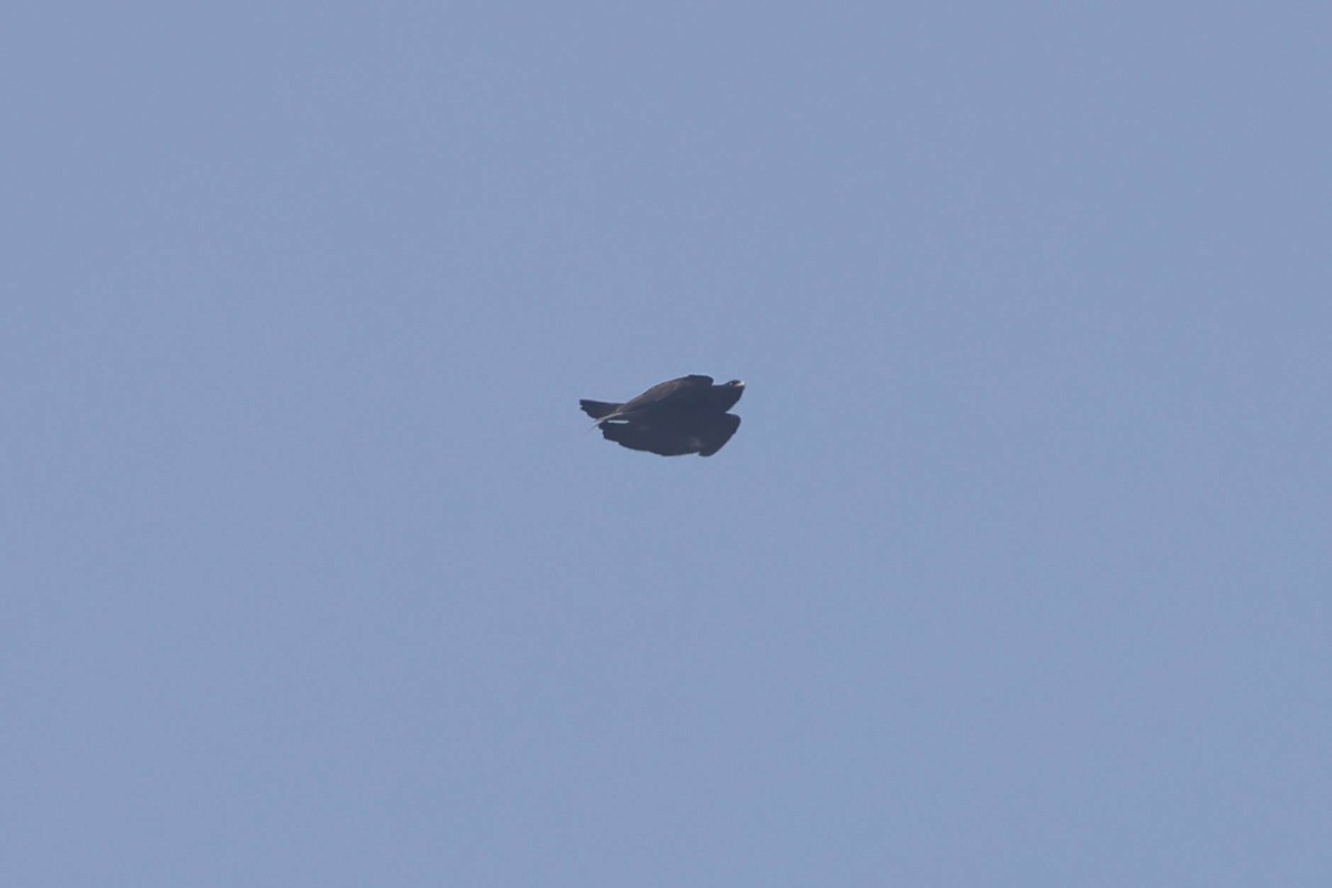 Black Eagle - ML641377305
