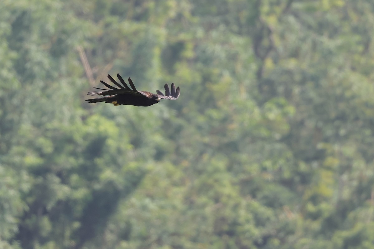 Black Eagle - ML641377306
