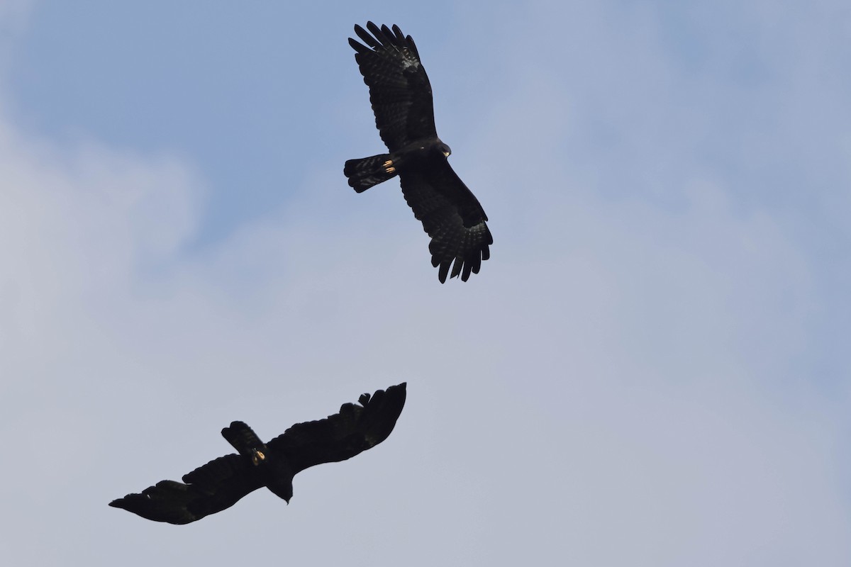 Black Eagle - ML641377307
