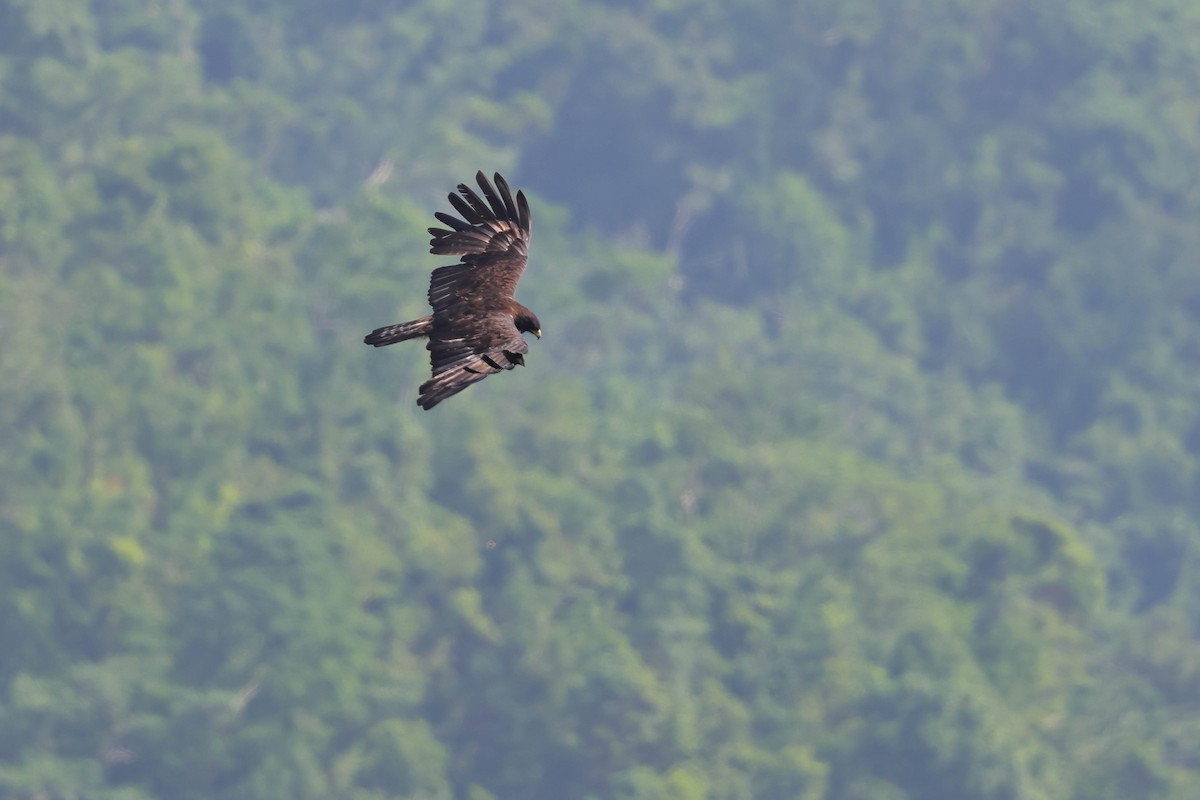 Black Eagle - ML641377308