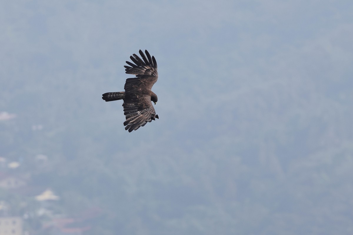 Black Eagle - ML641377312