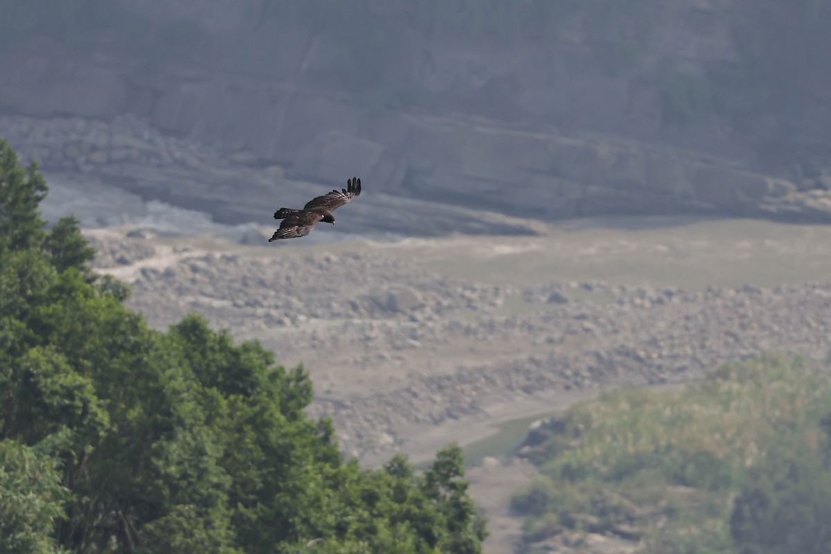Black Eagle - ML641377313