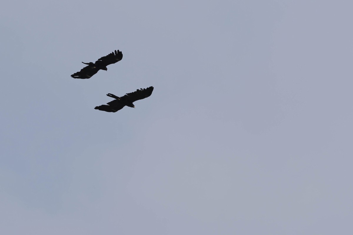 Black Eagle - ML641377315