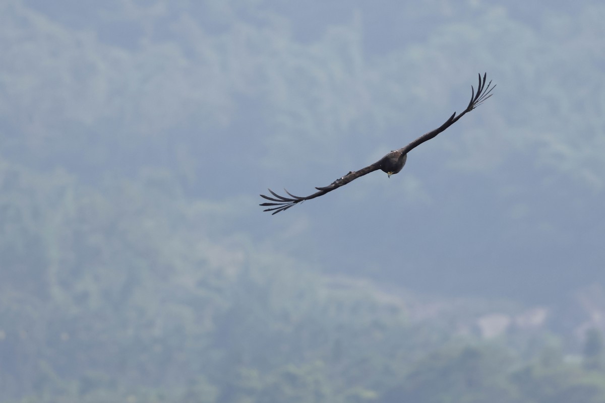 Black Eagle - ML641377316