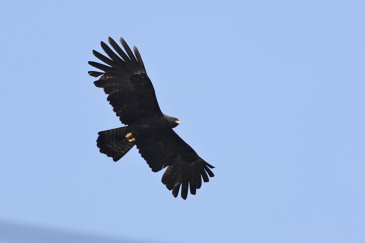 Black Eagle - ML641377317