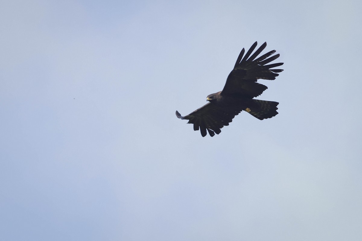 Black Eagle - ML641377320