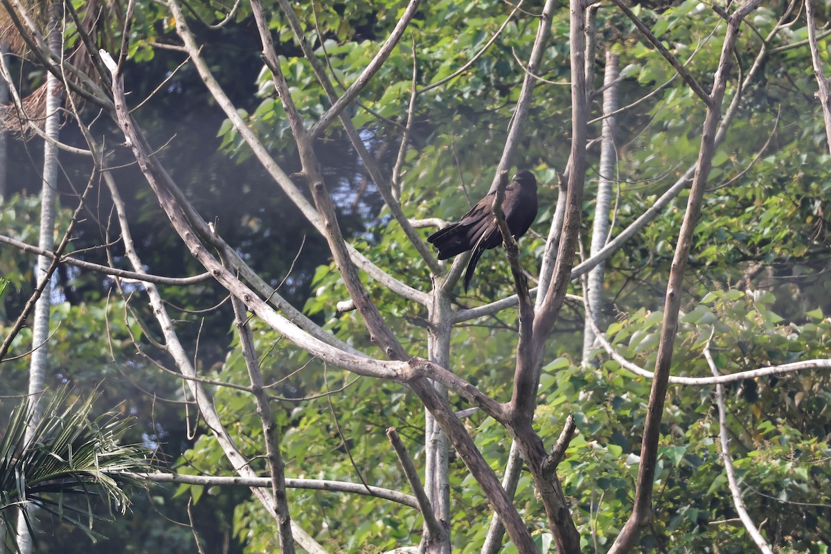 Black Eagle - ML641377321