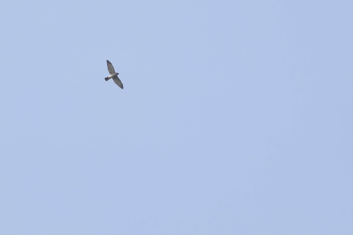 נץ סיני - ML641377327