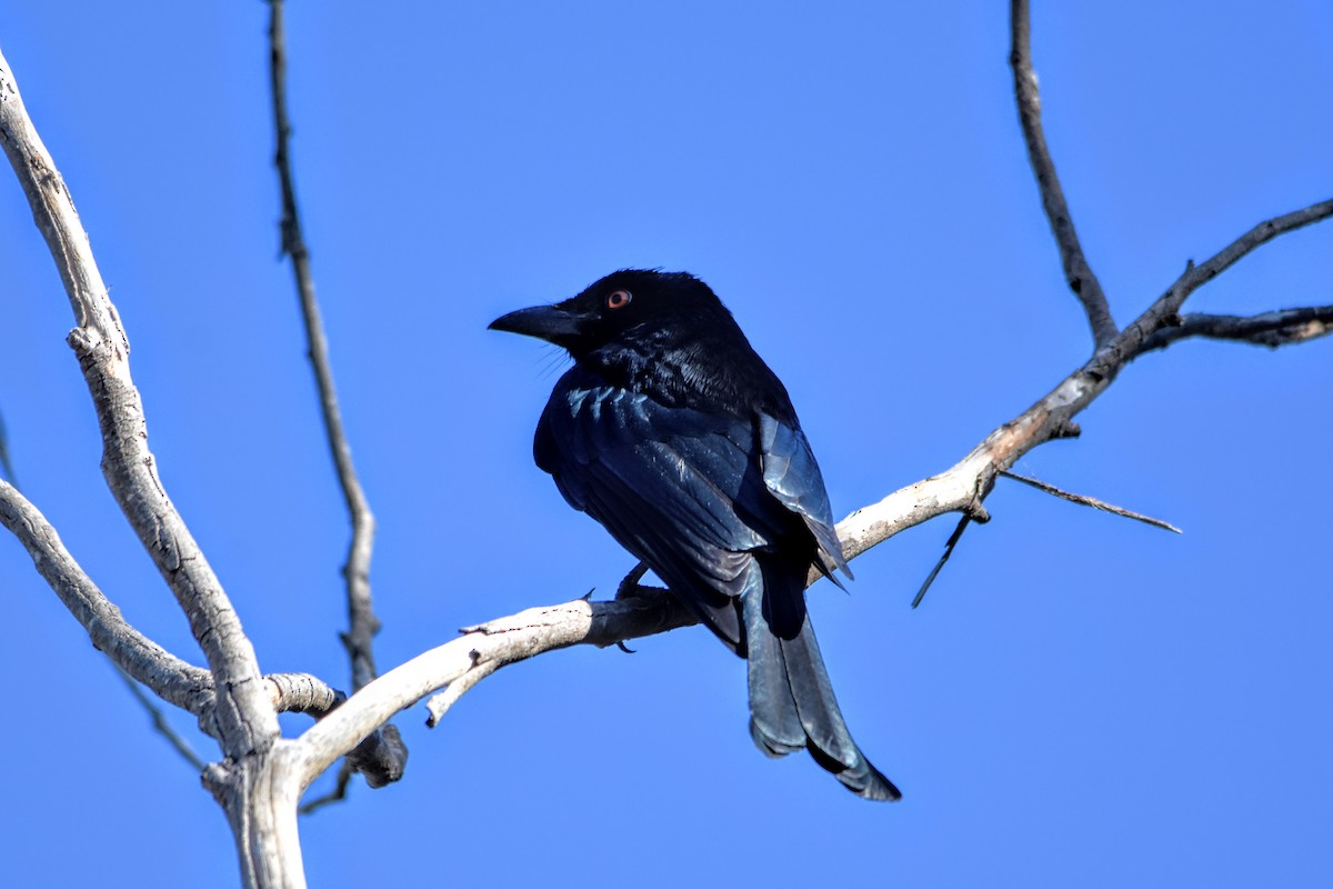 Spangled Drongo - ML641377341