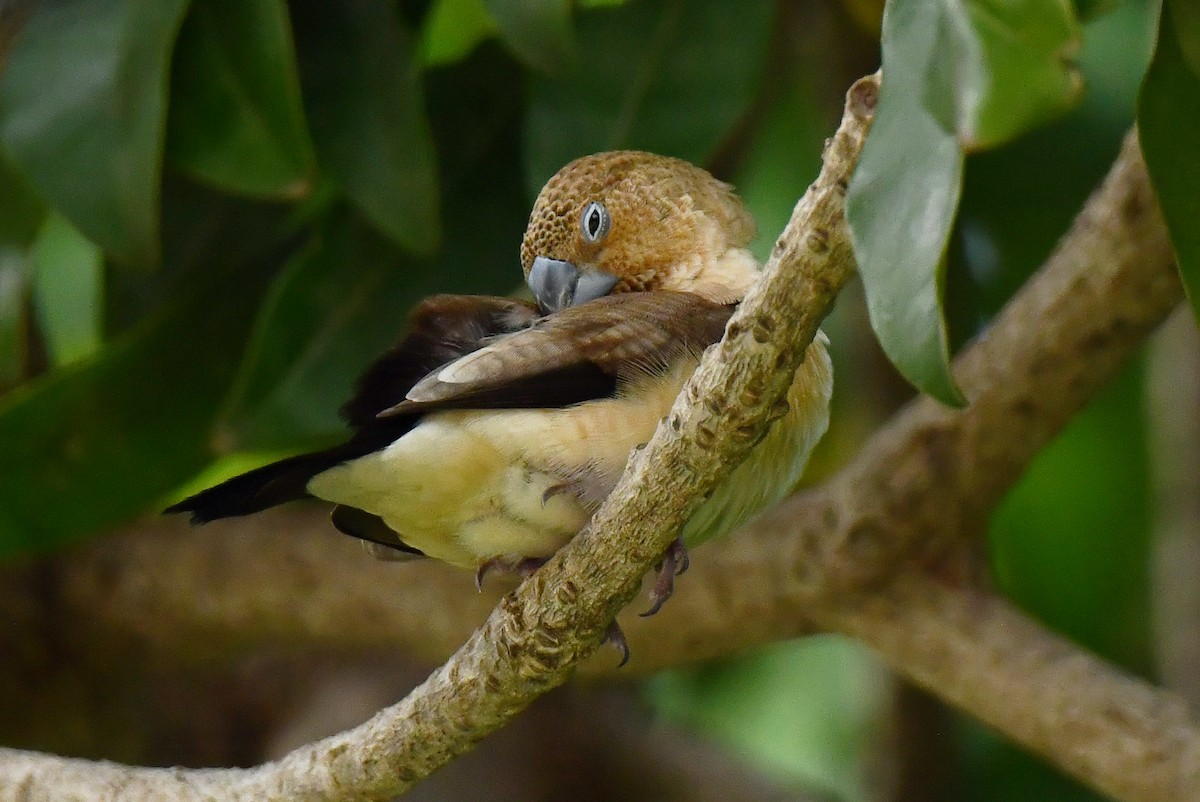 African Silverbill - ML641377356