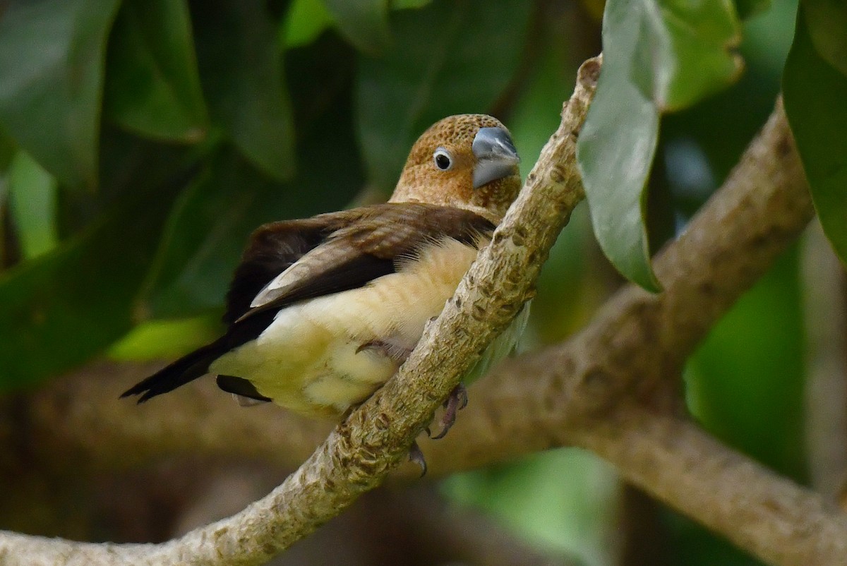African Silverbill - ML641377357