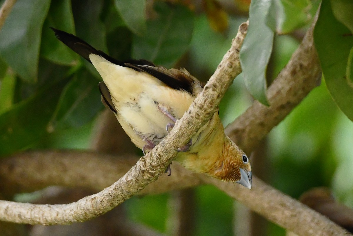 African Silverbill - ML641377358