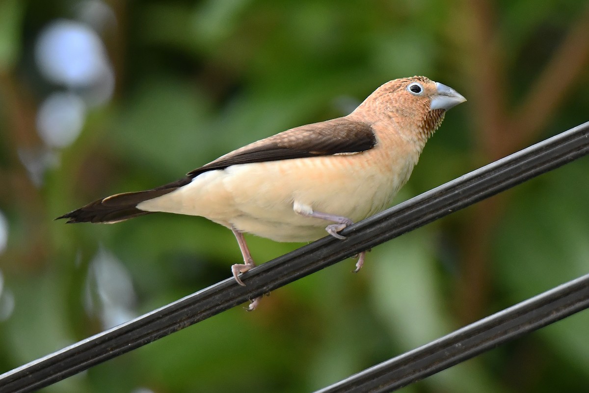 African Silverbill - ML641377359
