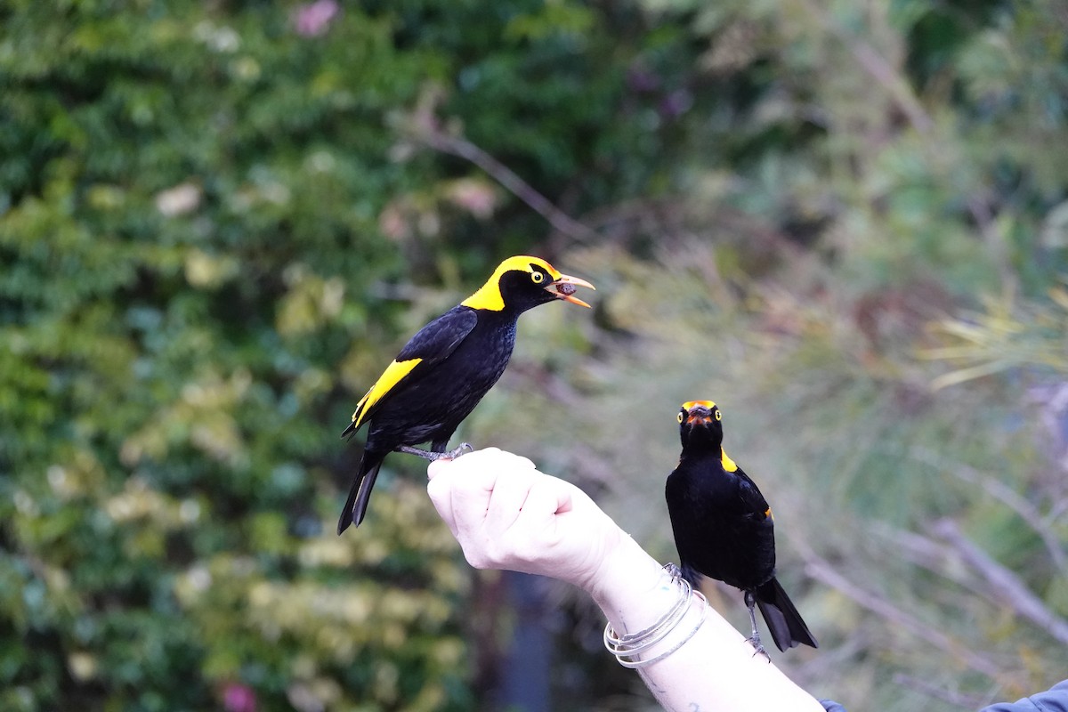 Regent Bowerbird - ML641377401