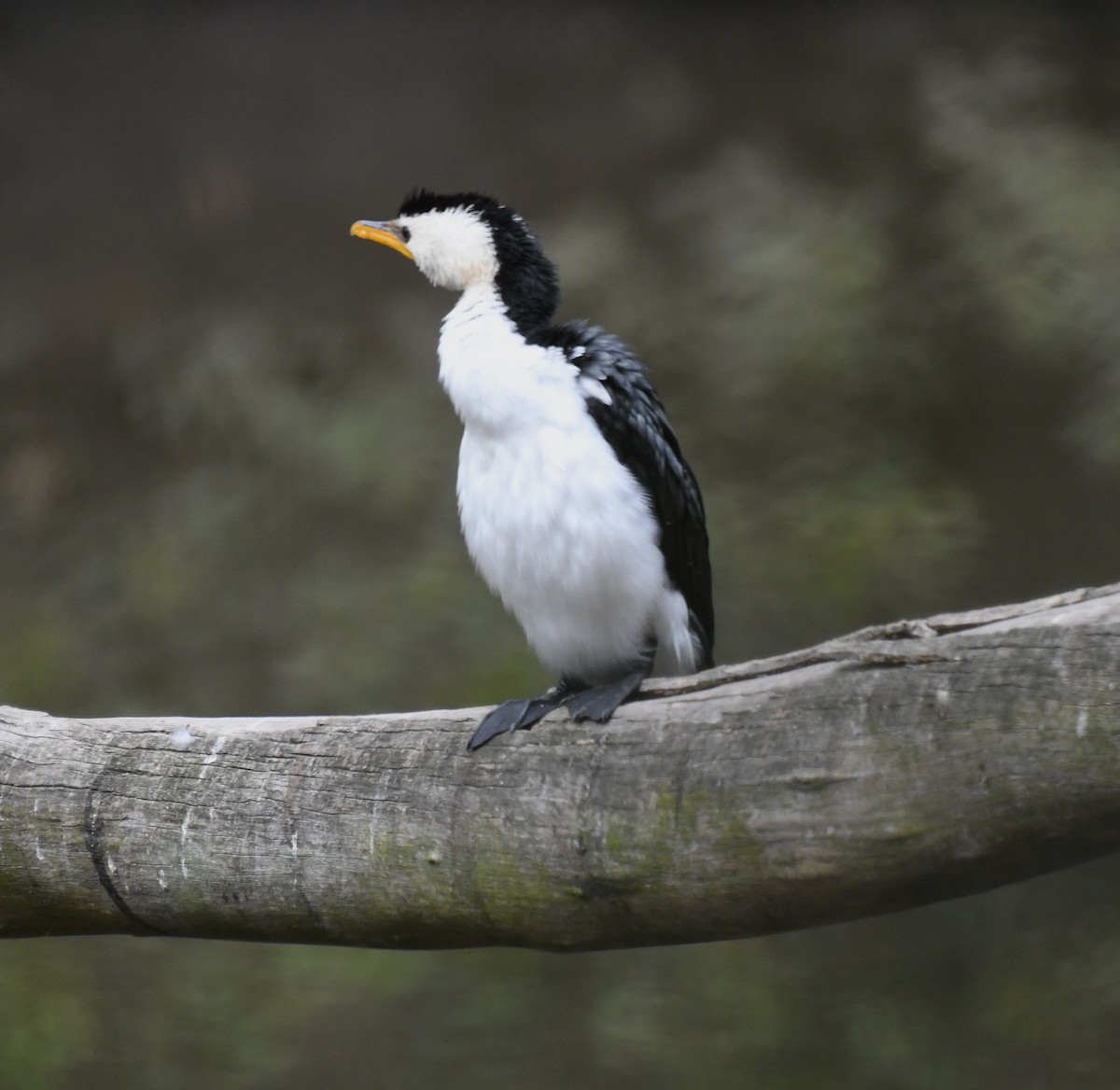 Little Pied Cormorant - ML641377432