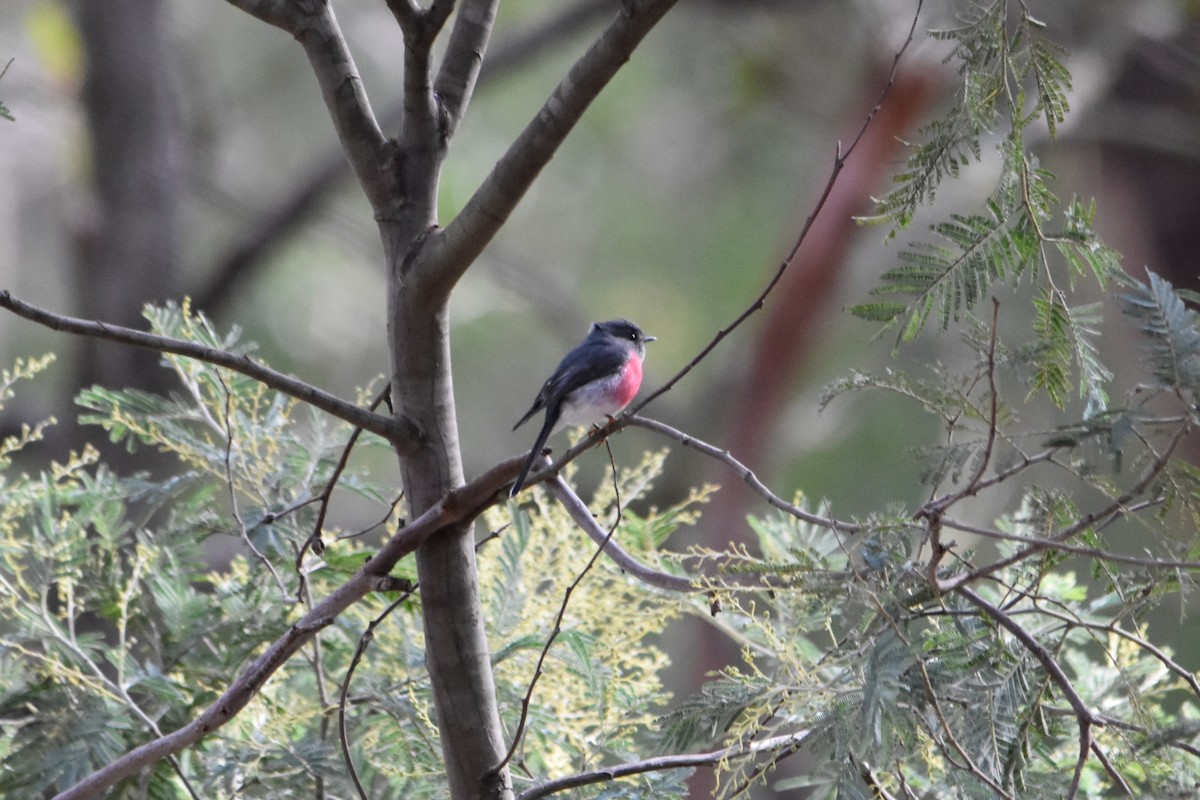 Rose Robin - ML641377435