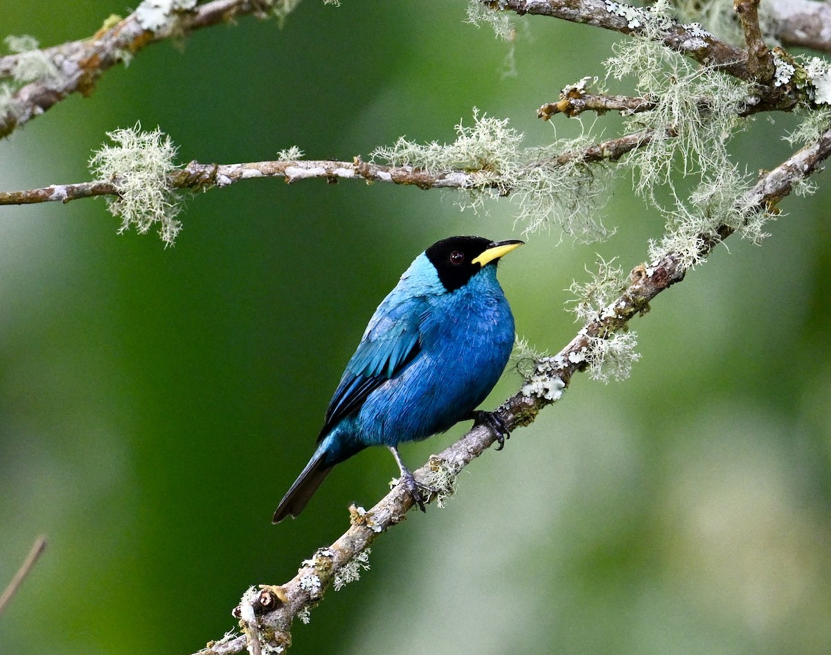 Green Honeycreeper - ML641377466