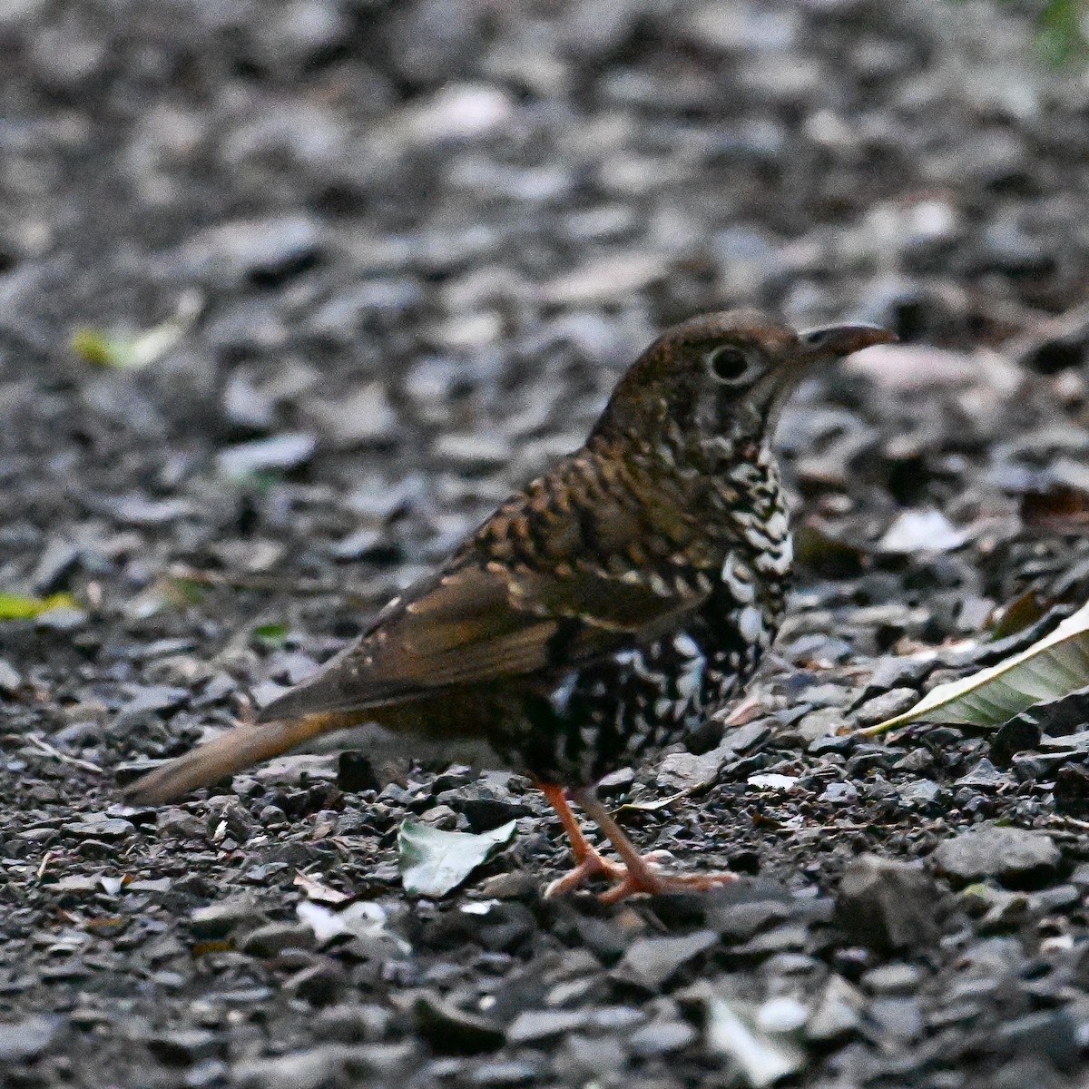 Russet-tailed Thrush - ML641377469