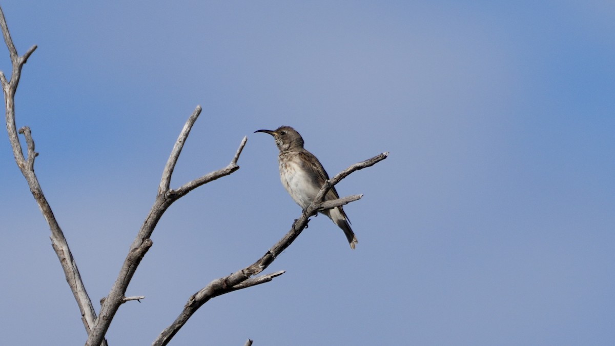 Black Honeyeater - ML641377534