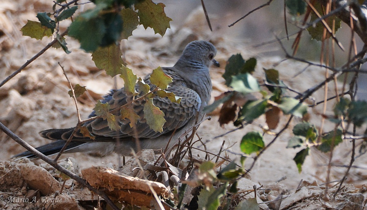 European Turtle-Dove - ML641377542