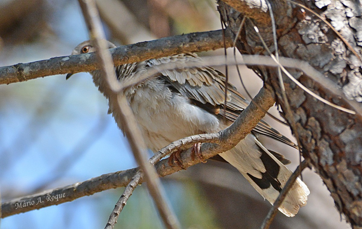 European Turtle-Dove - ML641377543