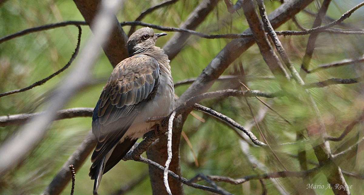 European Turtle-Dove - ML641377544