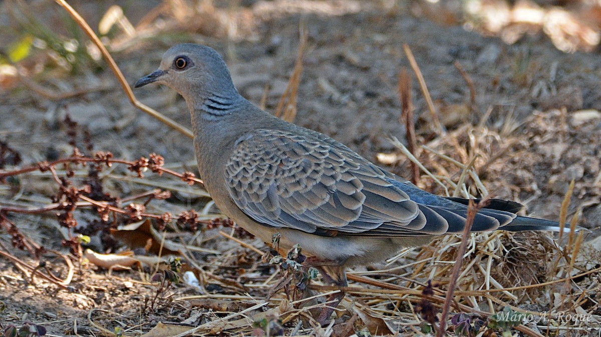 European Turtle-Dove - ML641377545