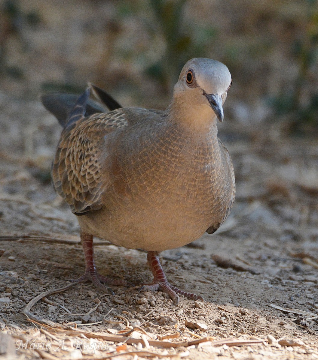 European Turtle-Dove - ML641377546