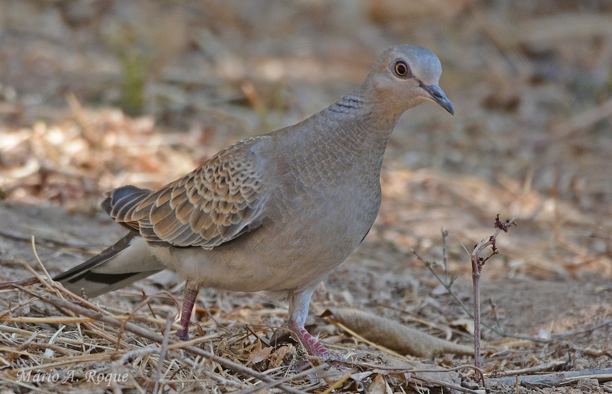European Turtle-Dove - ML641377547