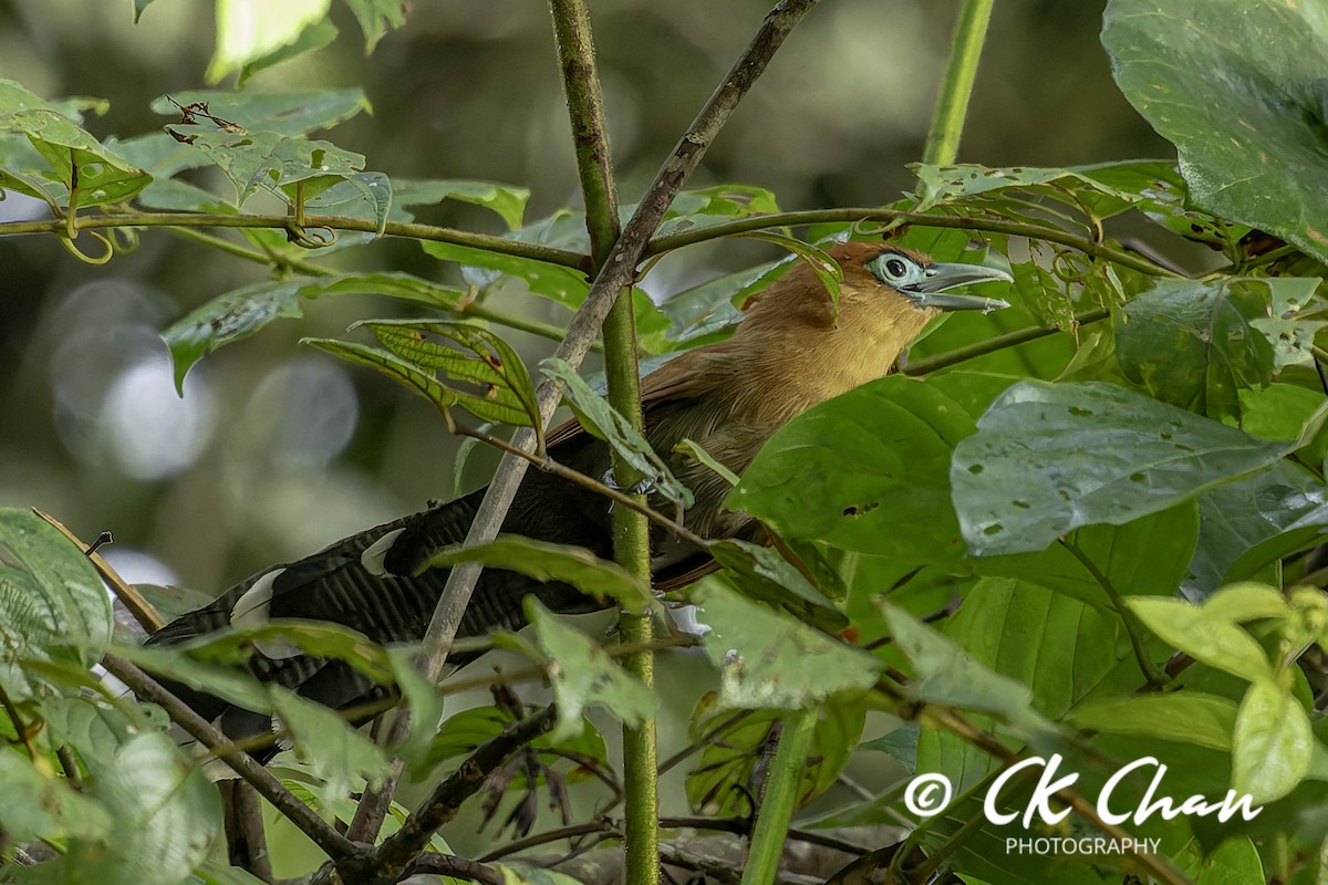 Raffles's Malkoha - ML641377548