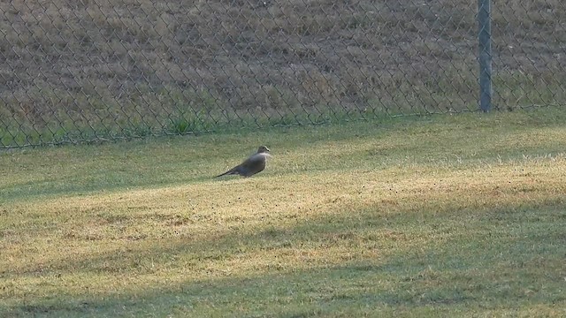 Mourning Dove - ML641377653