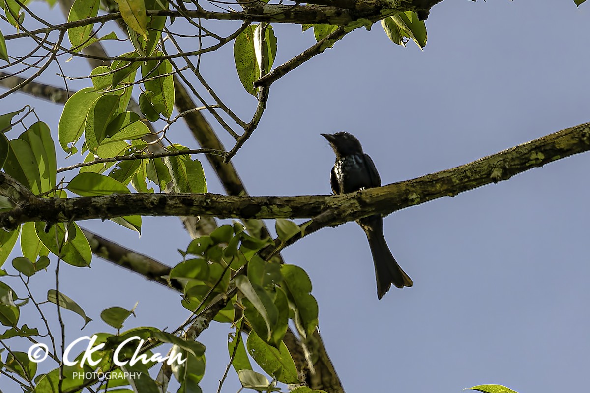 Drongo bronzé - ML641377654