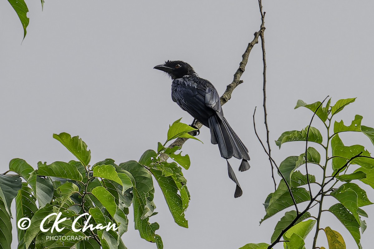 Drongo à raquettes - ML641377672