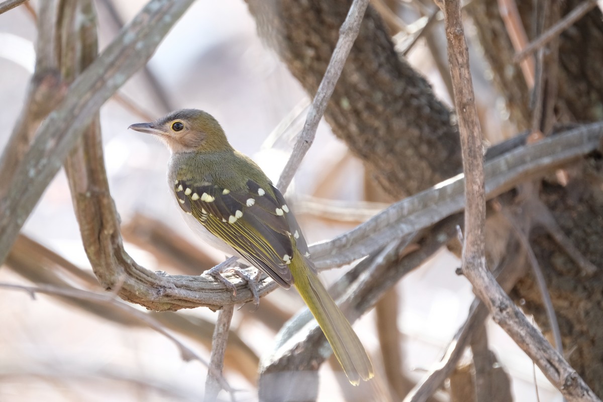 Eastern Nicator - ML641377680