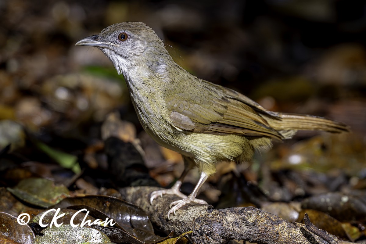 Bulbul à joues grises - ML641377696