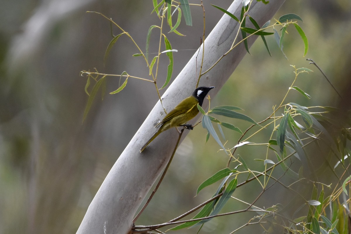 White-eared Honeyeater - ML641377703