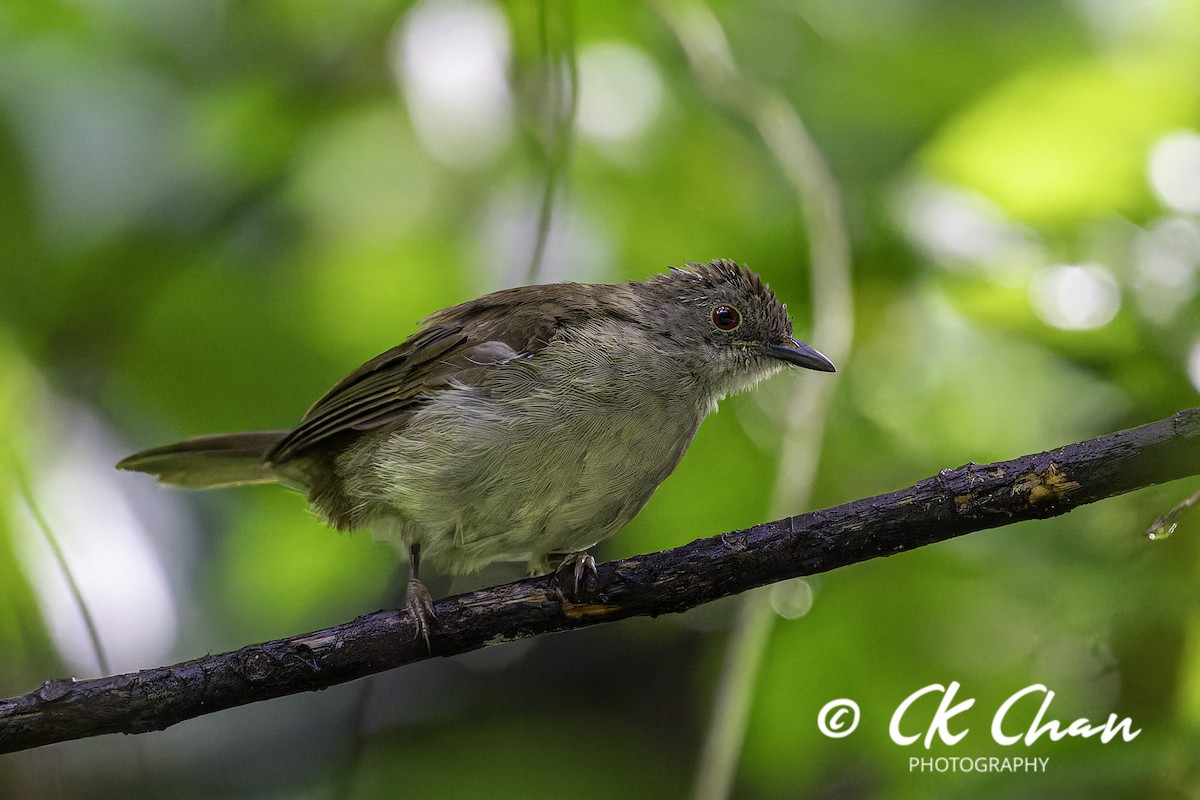 Bulbul oeil-de-feu - ML641377705