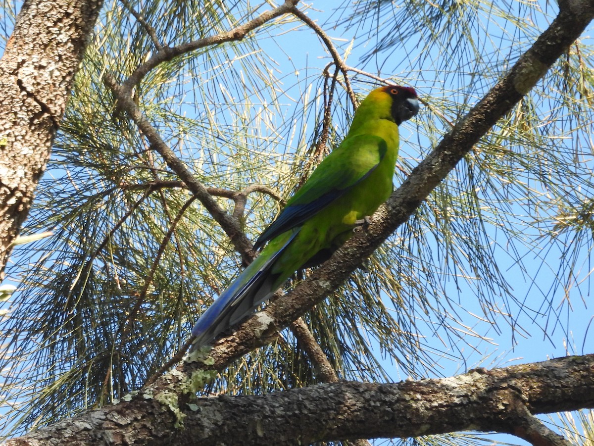 Horned Parakeet - ML641377717
