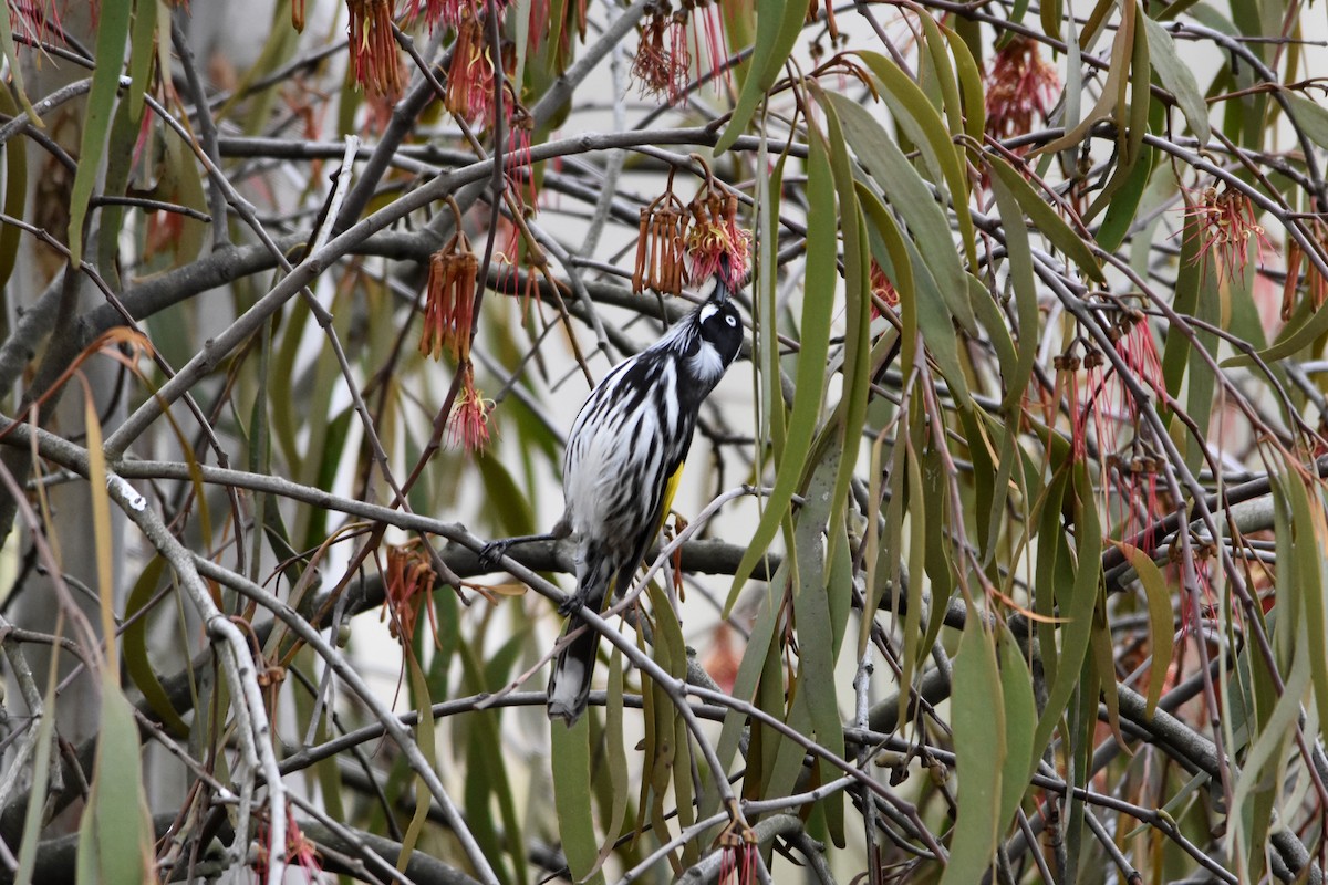 New Holland Honeyeater - ML641377723