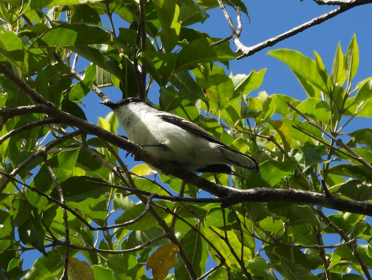 Long-tailed Triller - ML641377734