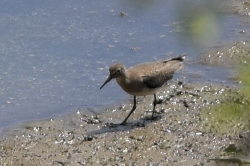 Solitary Sandpiper - ML641377809