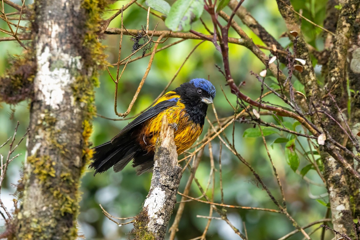 Golden-backed Mountain Tanager - ML641377847