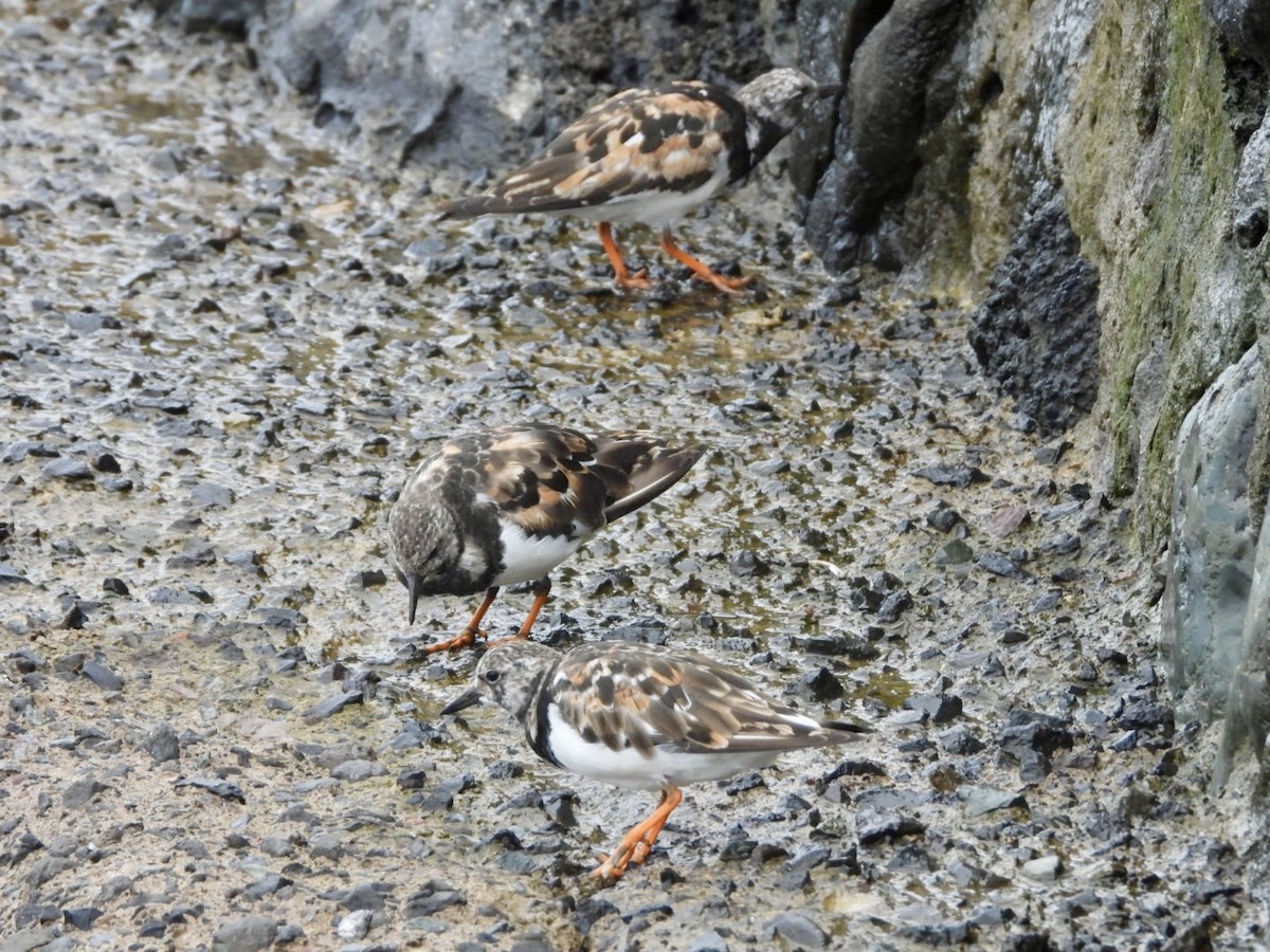 キョウジョシギ - ML641377855