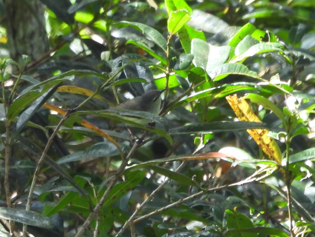 Fan-tailed Gerygone - ML641377879
