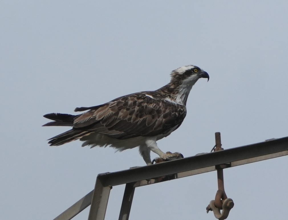 Osprey - ML641377880