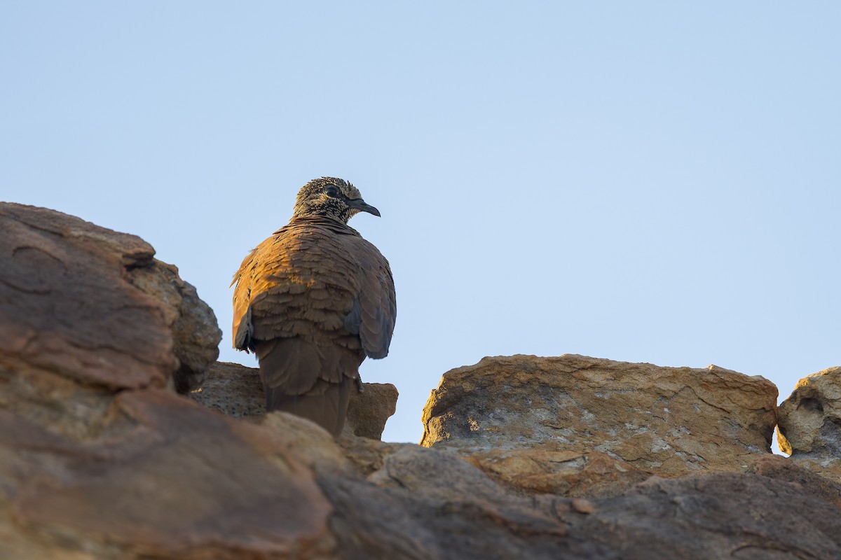 White-quilled Rock-Pigeon - ML641377908