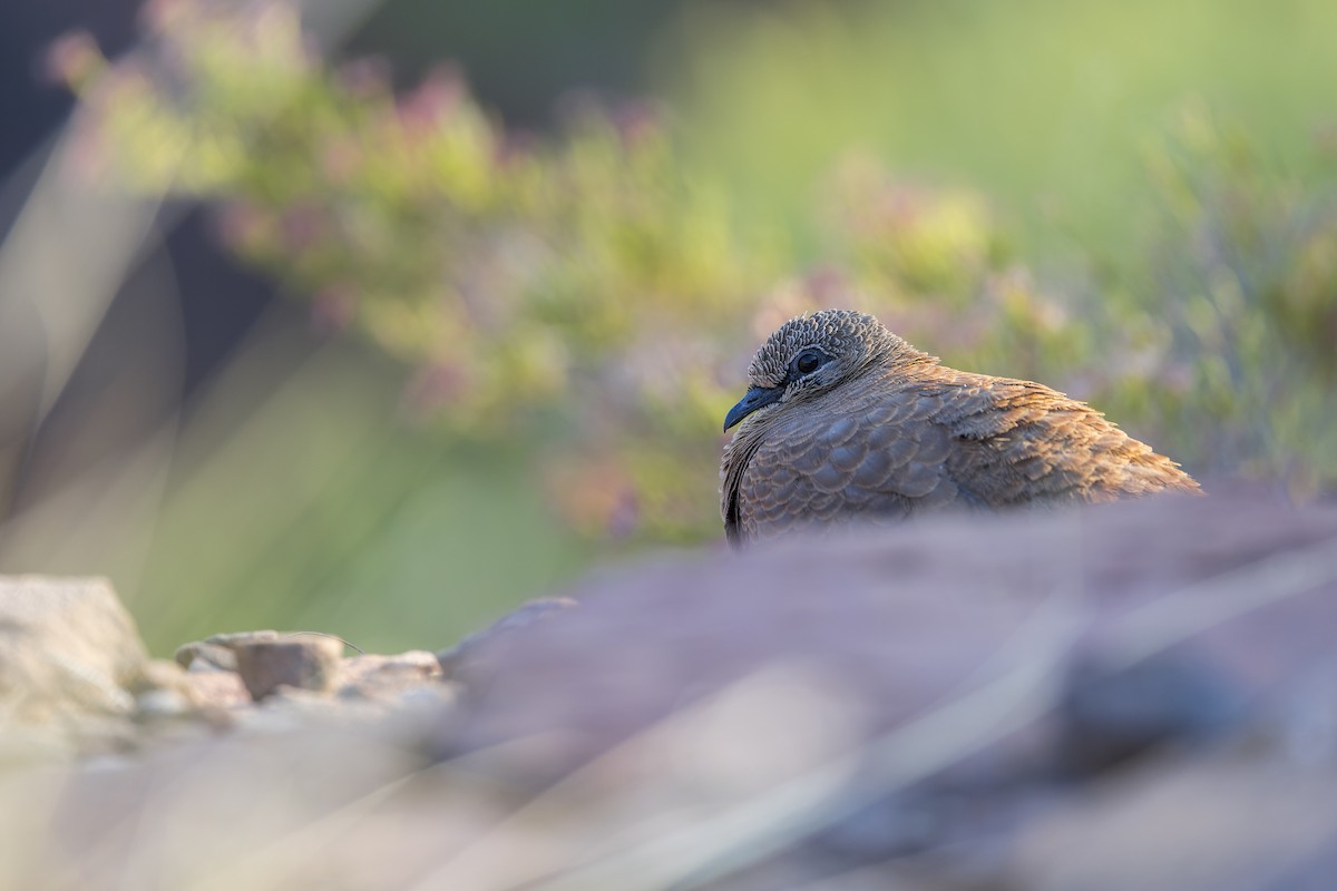 White-quilled Rock-Pigeon - ML641377909