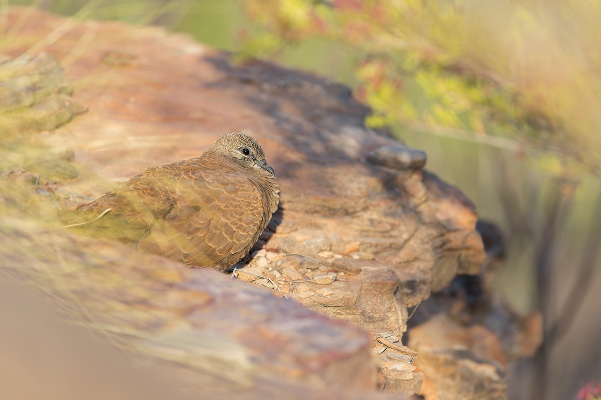 White-quilled Rock-Pigeon - ML641377911