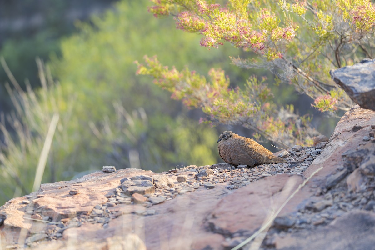 White-quilled Rock-Pigeon - ML641377912